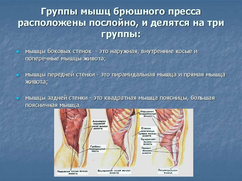 Сильные мышцы живота. Мышцы живота. Строение мышц живота. Мышцы передней стенки. Мышцы передней брюшной стенки.