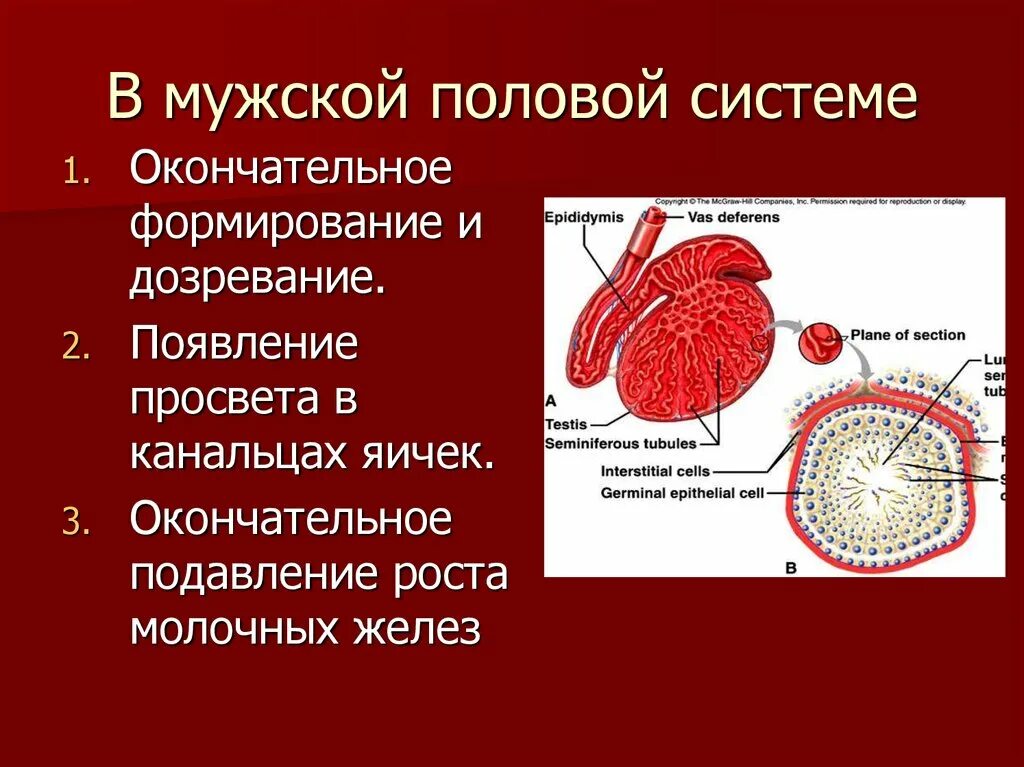 Мужская половая система. Развитие мужской половой системы. Тесты по мужской половой системе. Канальцы мужской половой системы.