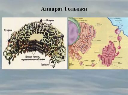 4 комплекс гольджи