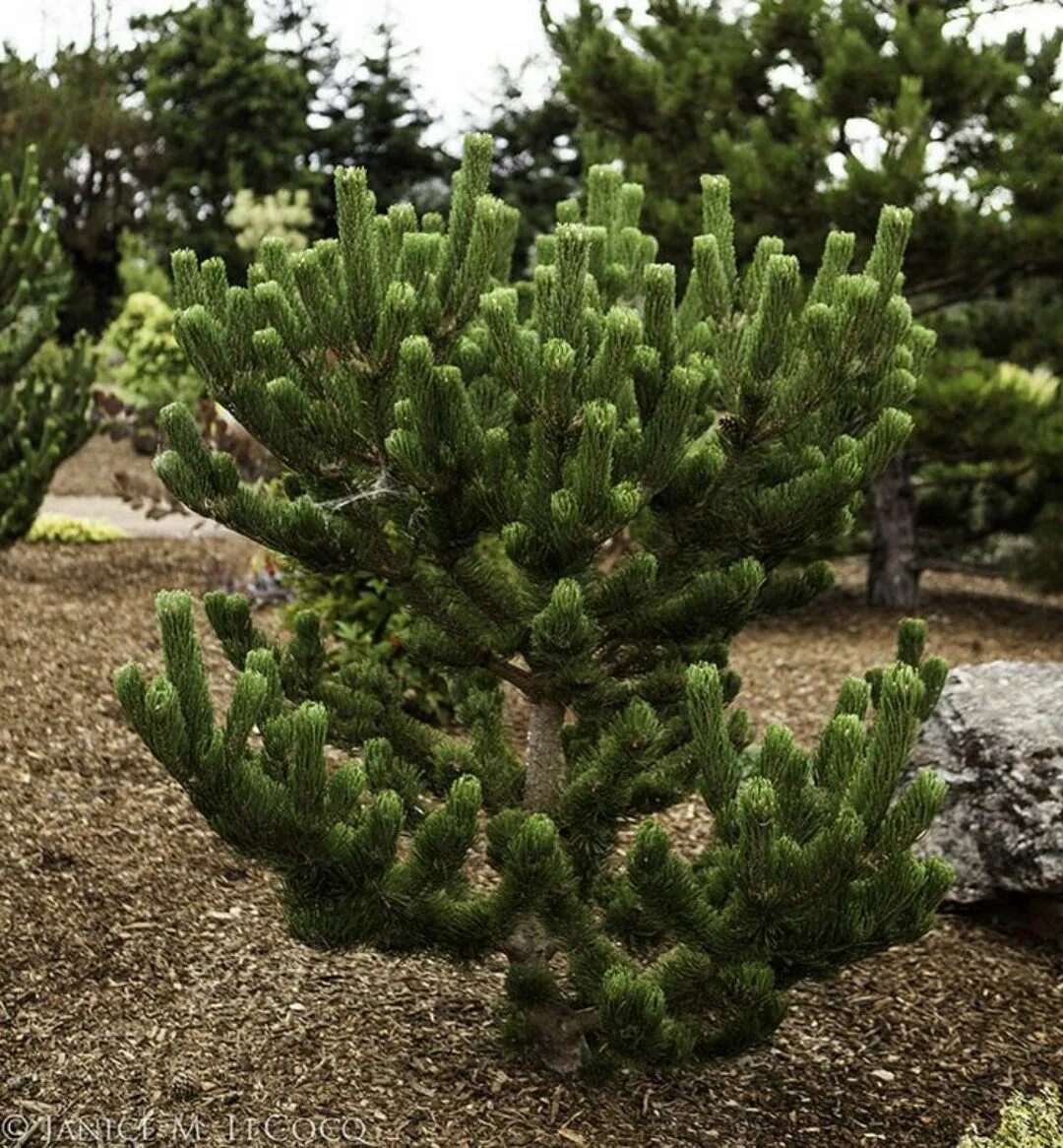 Сосна нигра описание. Сосна Pinus nigra. Сосна Горная Орегон Грин. Pinus nigra Oregon Green. Сосна черная Орегон Грин Oregon Green.