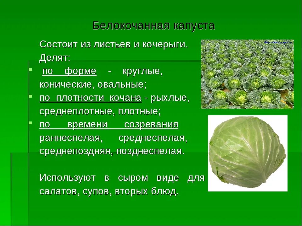 Почему капуста пахнет. Капуста кочанная описание листьев. Характеристика капусты белокочанной биология. Внешний вид капусты белокочанной. Строение белокочанной капусты.