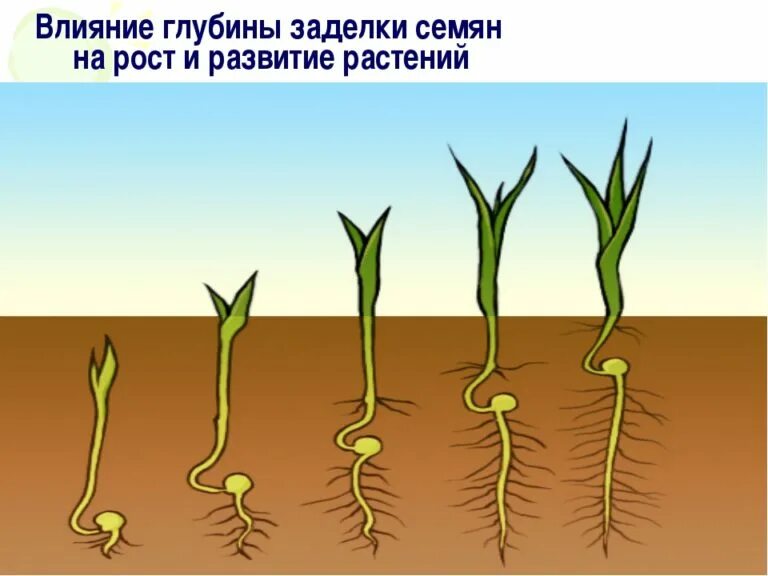 Глубина посева пшеницы. Глубина посева для прорастания семян. Посев зерновых глубина заделки семян. Влияние глубины заделки семян. Влияние глубины заделки семян в почву.