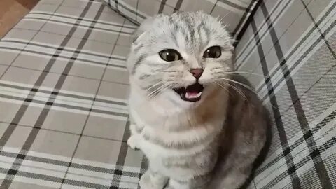 Кошка мяукает слушать для кошек
