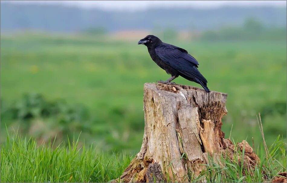 Ворона 10 3. Дружковка ворон. Сорокопут и ворона. Ворона Капа. Vertical image Wallpaper Raven.