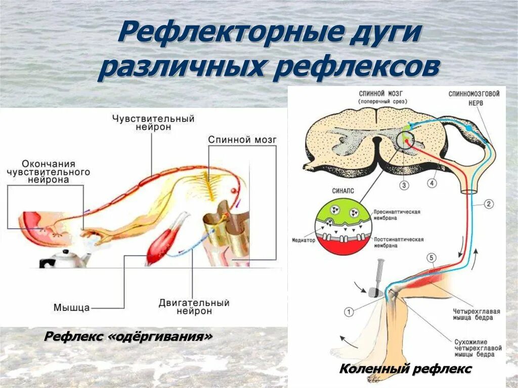 Ахиллов рефлекс схема рефлекторной дуги. Рефлекторная дуга коленного рефлекса. Схема рефлекторной дуги рефлекса слёзоотделения. Схема рефлекторной дуги ахиллова.