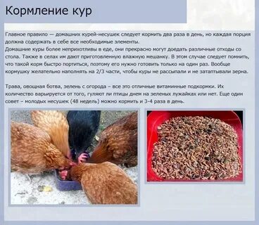 Какой корм лучше курам несушкам