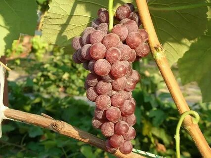 Сорта винограда сидлис