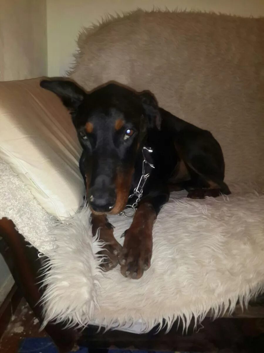 потеряшки нижний тагил. потеряшки нижний тагил. потеряшки нижний тагил. потеряшки нижний тагил. потеряшки в нижнем тагиле.