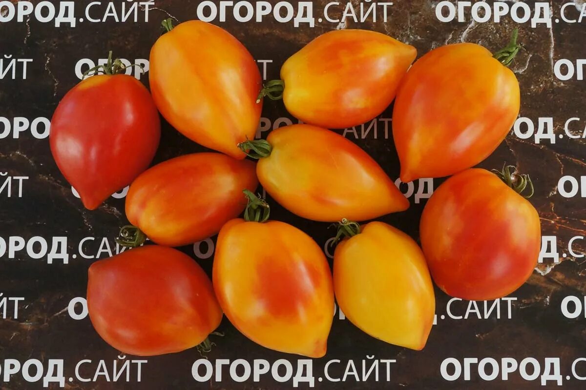 Томат похвала. Томат похвала марины. томат гордость марины. семена томатов марина. похвала марины томат описание.