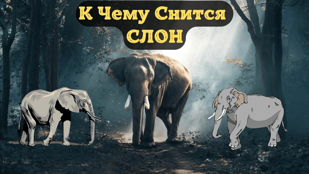 Снится слон. К чему снятся слоны мужчине. Видеть во сне слона. Какой слон приснился девочке. К чему снится слоненок.