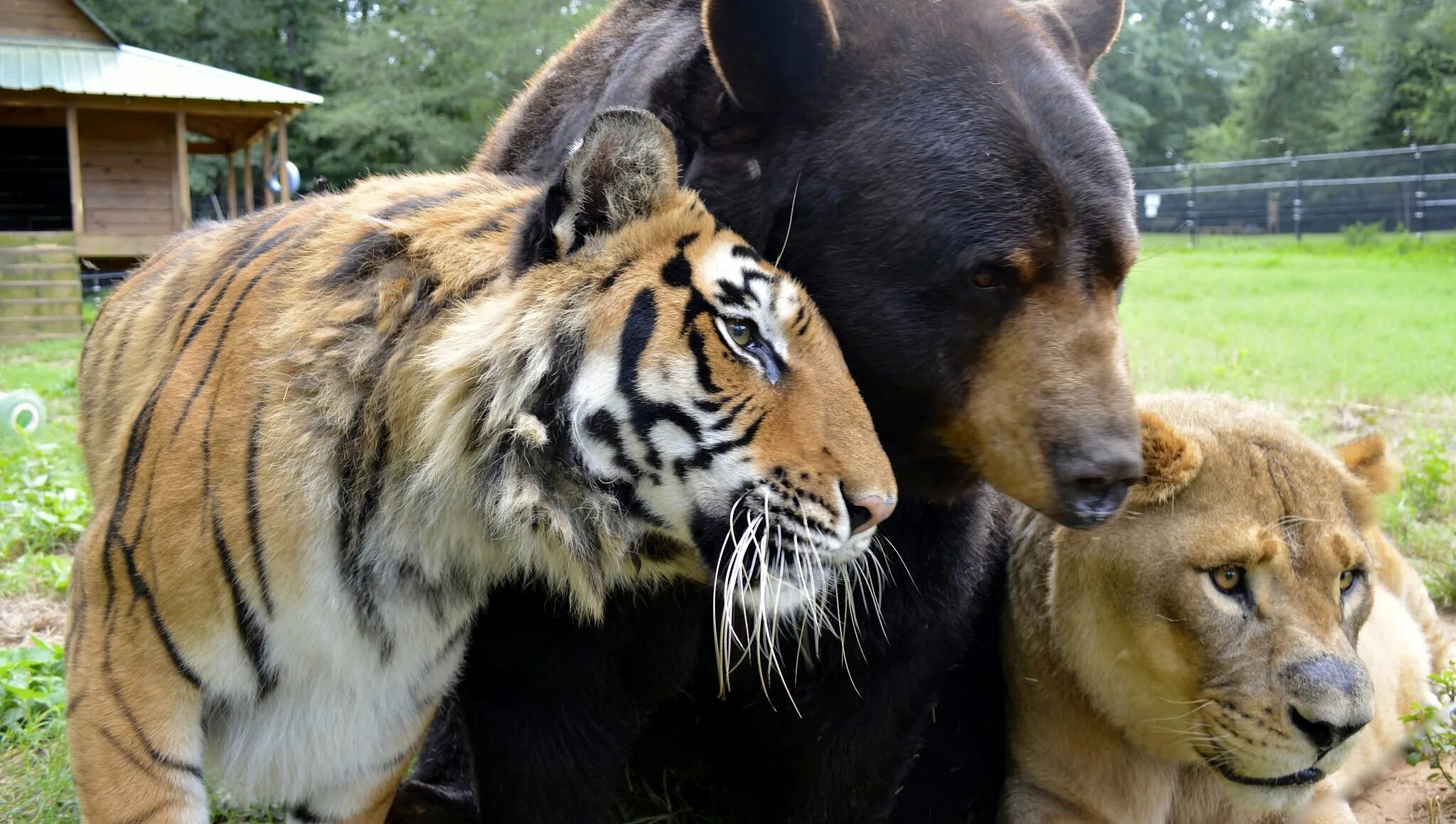 Живущие вместе видео. Медведь балу, Лев Лео и тигр Шер-Хан. Лев Лео тигр Шерхан и медведь балу. Балу Лео и Шерхан. Дружба медведя балу Льва Лео и тигра Шерхана.