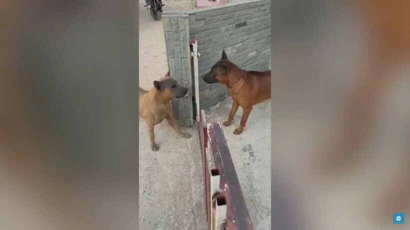 На громкий лай собак сбежалось нужно чтобы. Собаки лают друг на друга. две собаки лают друг на друга. собаки гавкают через забор. собаки гавкают друг на друга.