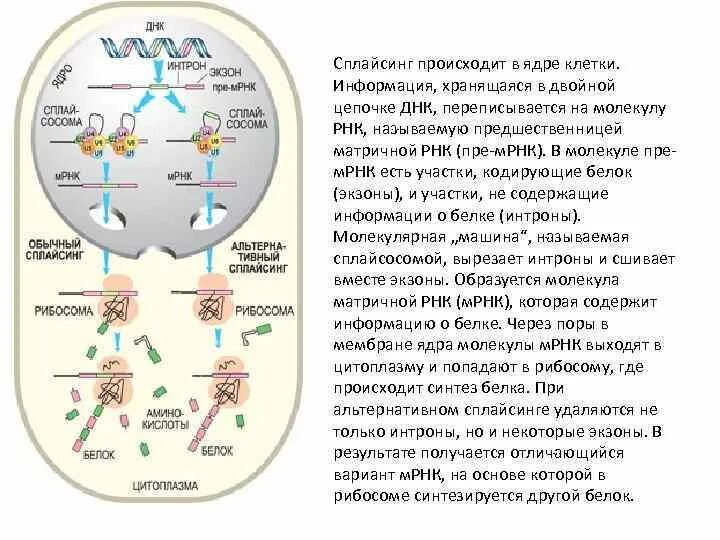 Сплайсинг пре-МРНК В ядре,. Сплайсинг РНК В ядрышке. Сплайсинг происходит в ядре. Матричная РНК В ядрышке.