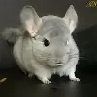 Шиншилла лист