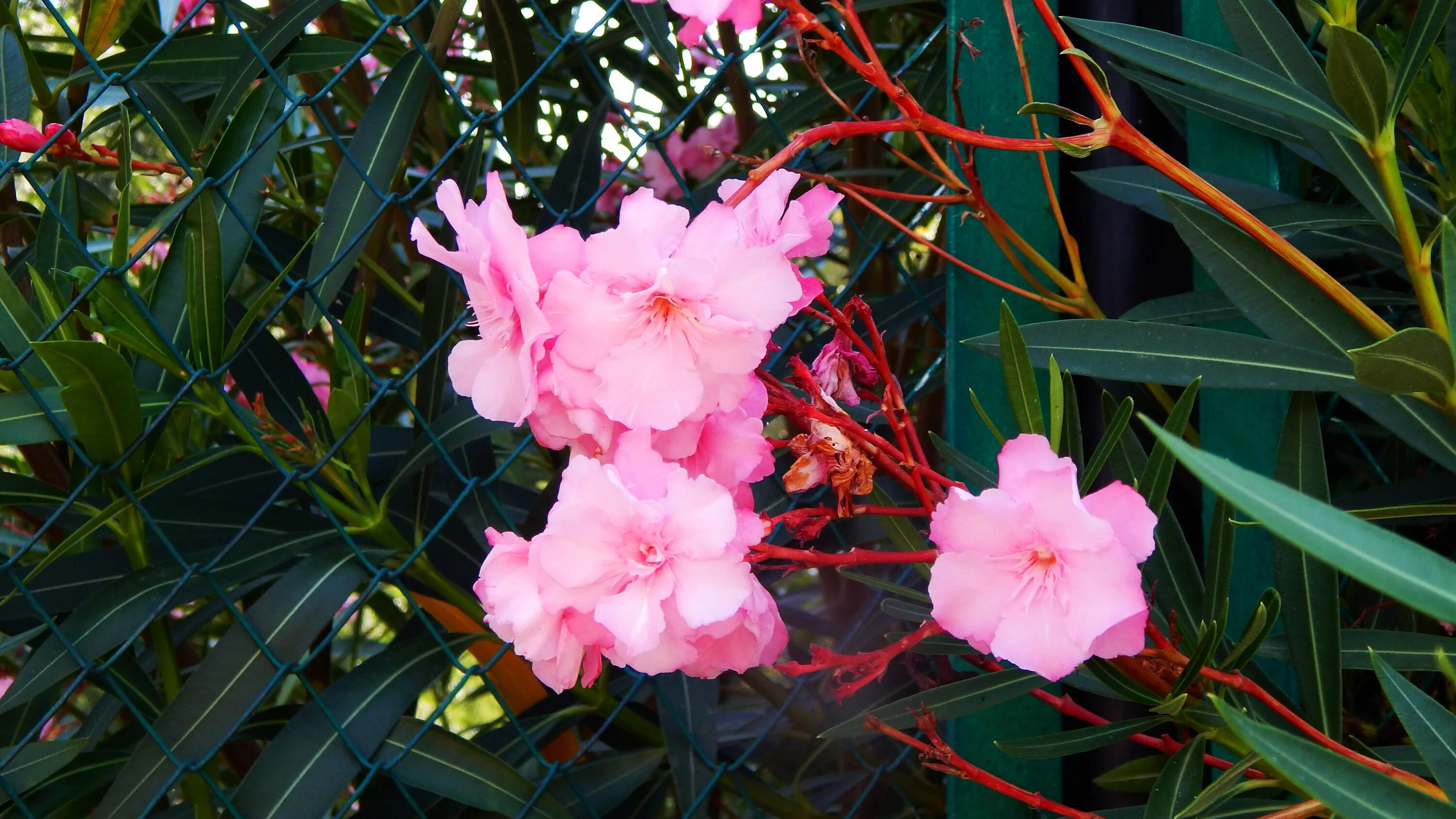 How to Plant Flowers Oleander For Flowering Fast For Ornamental Plants At Home -