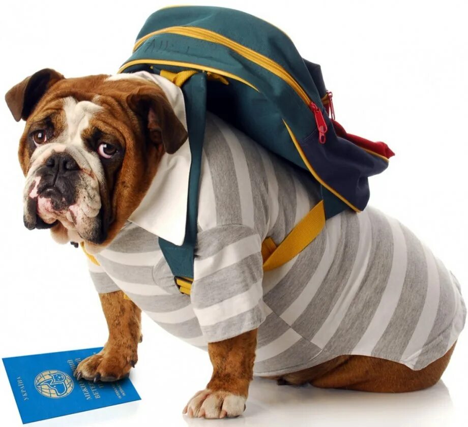 Учительница собака. Собака ученик. Собачка в школьной форме. Школьная одежда для собак. Собака доставщик.