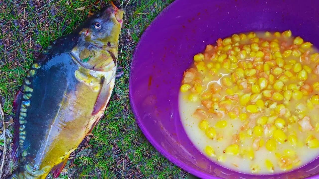 Приготовить кукурузу на карпа. Кукуруза на карпа. кукуруза для рыбалки на карпа. сазан на кукурузу. ферментированная кукуруза для рыбалки.