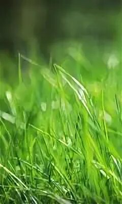 Grass live
