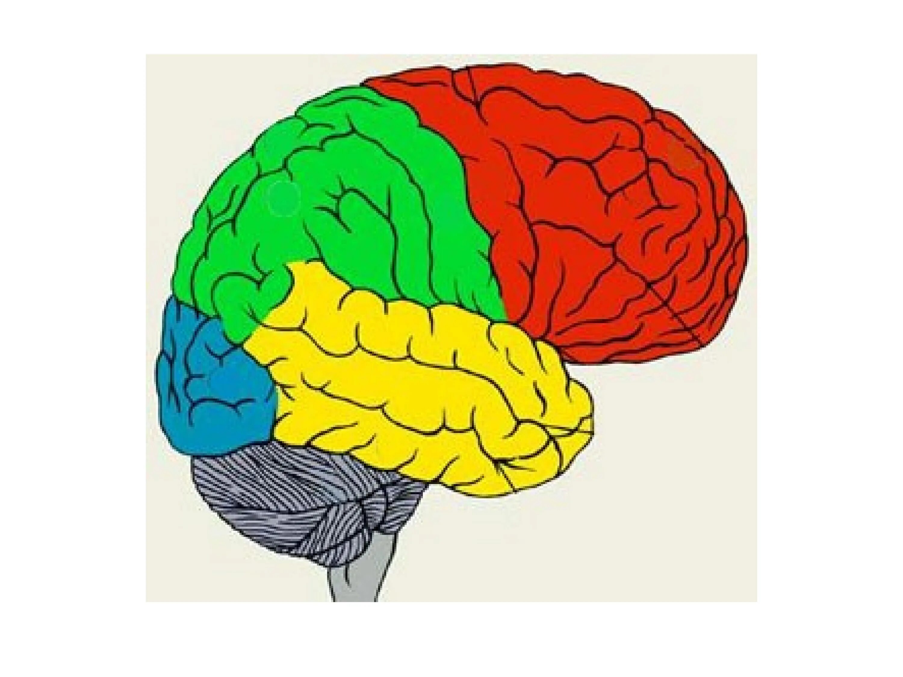 Строение полушарий головного мозга доли борозды извилины. Строение головного мозга доли борозды извилины. Задняя Центральная извилина теменной доли.