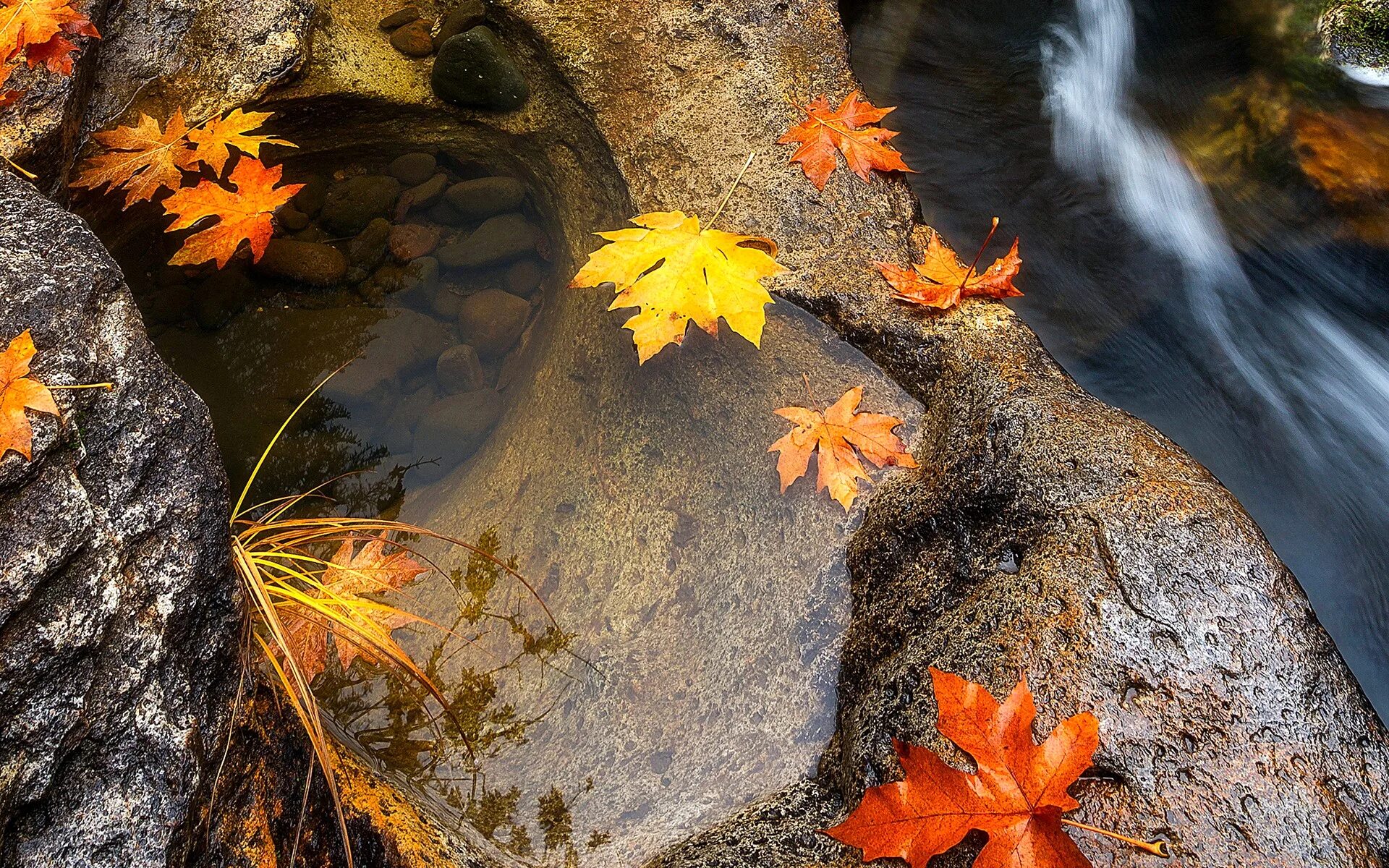 Листья желтые в пруду. Листья в ручье. Осень вода. Листья на воде. Осенние листья на воде.