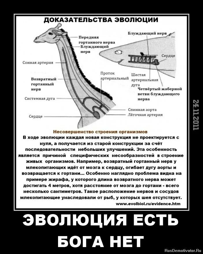 На примере можно увидеть. Возвратный гортанный нерв у рыб. Возвратный гортанный нерв Эволюция. Возвратный нерв у жирафа. Эволюция Жираф возвратный нерв.