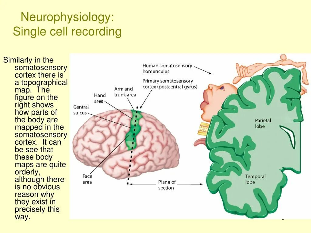 Single cell. Нейрофизиология. Нейрофизиология мозга. Нейрофизиология картинки. Нейрофизиология картинки для презентации.