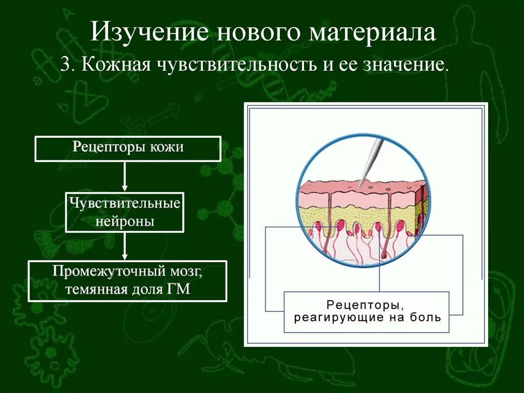 Кожно-мускульный анализатор схема. Рецепторы кожи анализатор. Анализатор чувствительности кожи. Кожная чувствительность строение.