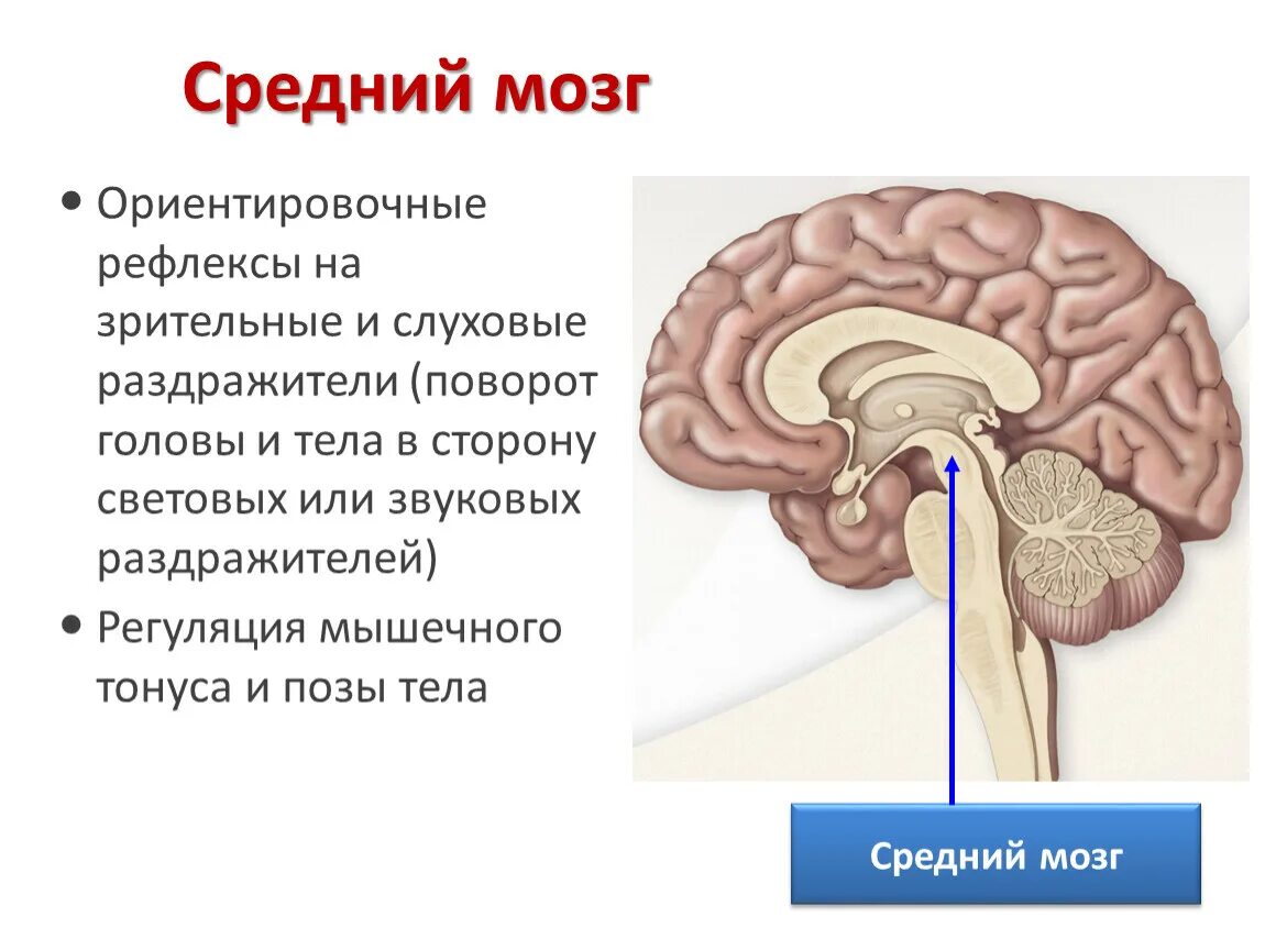 Зоны среднего мозга. Строение и функции среднего мозга мозга. Центры ориентировочного рефлекса расположены в. Центры слуховых ориентировочных рефлексов находятся в. Средний мозг центры рефлексов.