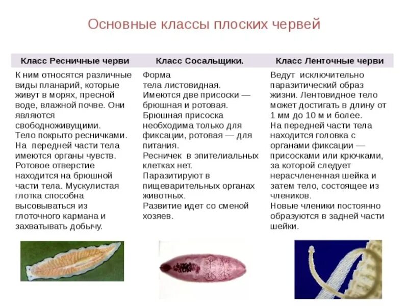 Образ жизни плоских червей. Ресничные черви таблица биология. Тип плоские червей Ресничные черви 7 класс. Форма тела у плоских червей Ресничные. Тип плоские черви таблица биология 7 класс Ресничные.