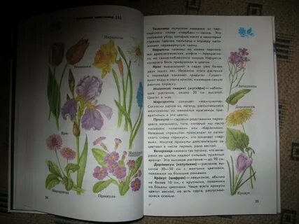 Атлас определитель привести примеры растений каждой группы