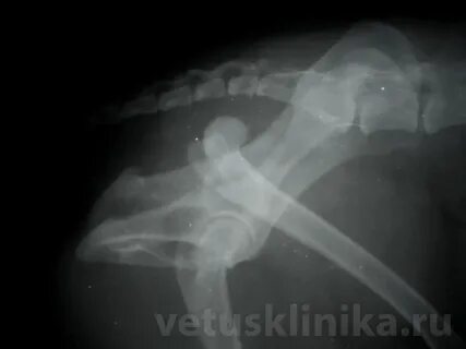 Вывих у кошки