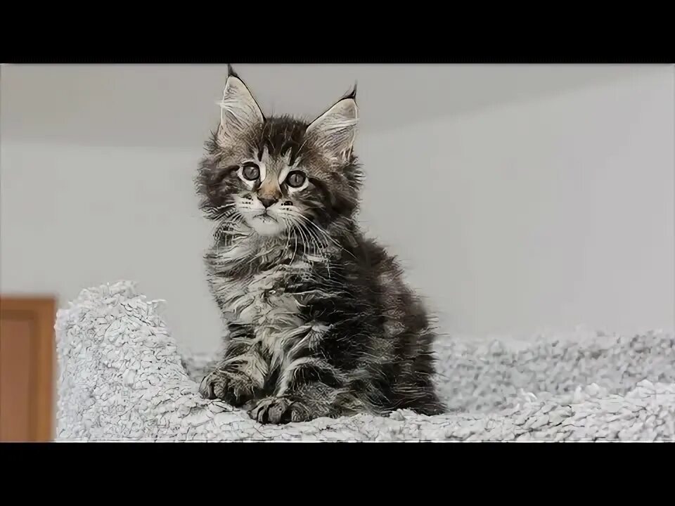 Маленькие котята мейн куна фото