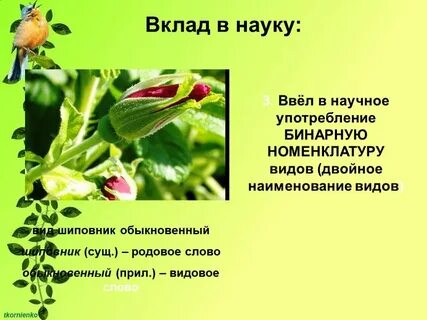Двойные названия растений