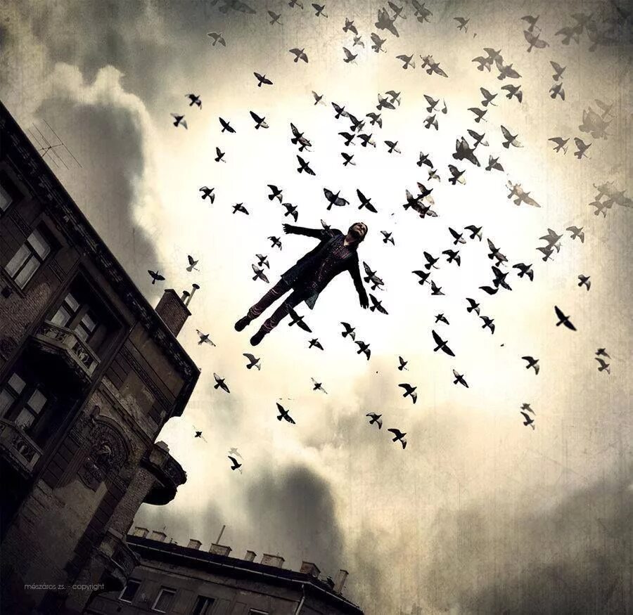 Люди не птицы 1 час. Птицы над городом. Птица взлетает. Птицы улетают. Птицы разлетаются.