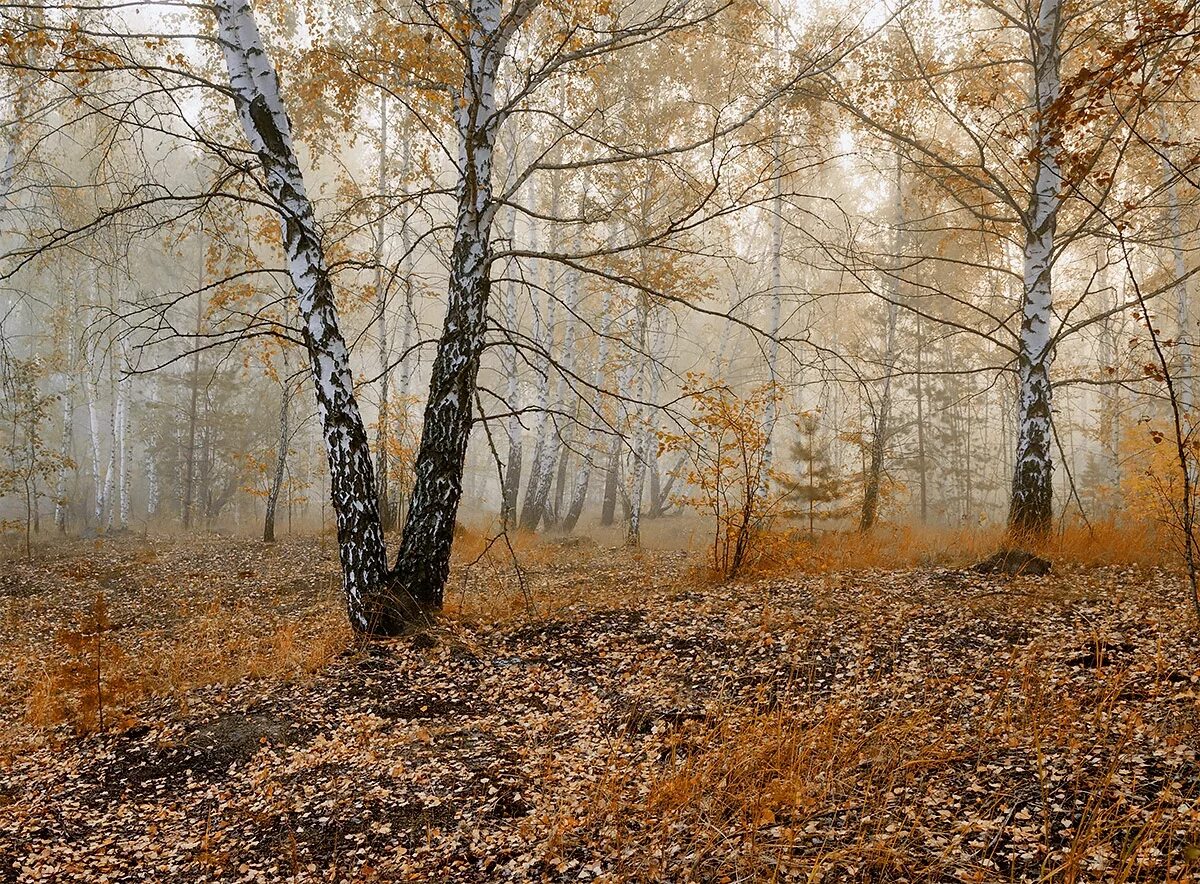 Поздней осени какое число. Поздняя осень. Поздняя осень в лесу. Лес поздней осенью. Лес в ноябре.