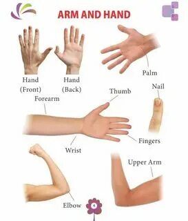 Как переводится arm