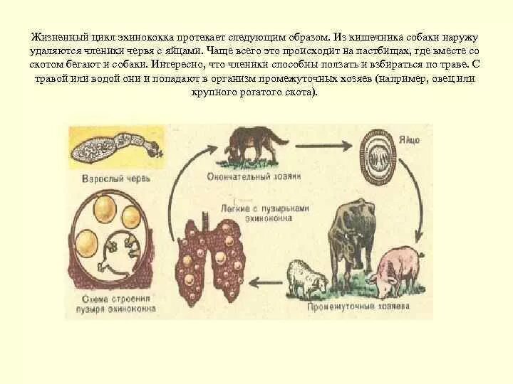 Биологический цикл развития эхинококка. Цикл развития эхинококка. Цикл развития эхинококка схема. Цикл развития эхинококка промежуточный хозяин.