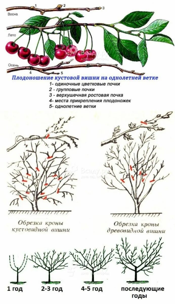 На какой год плодоносит вишня после посадки. Схема формирования кустовидной вишни. кустовидная вишня формировка. кустовидная вишня обрезка. схема обрезки кустовой вишни.