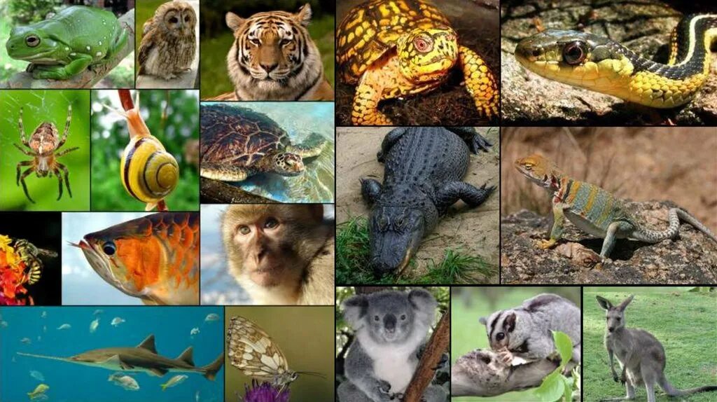 Самое разнообразное царство живой природы. Царства живой природы. Царство животных фото. Животные различаются по. Царства живой природы фото.