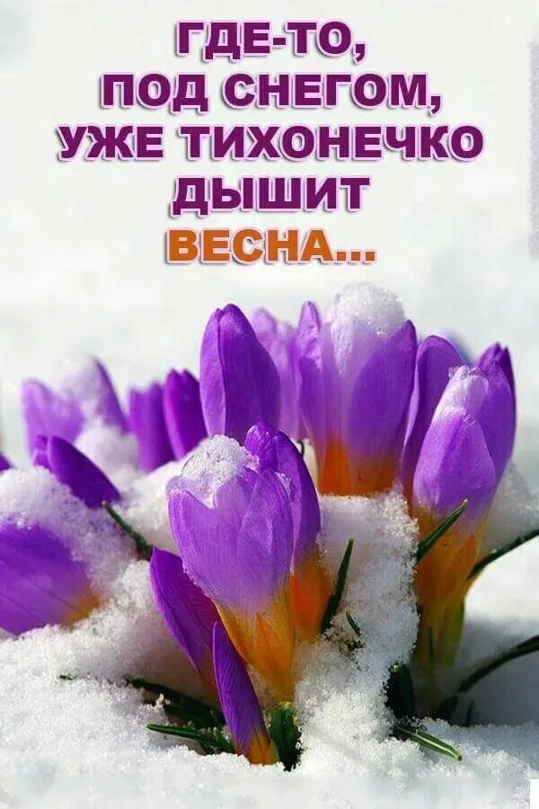 Доброе утро февраль цветы. Встречаем весну. Доброе утро. Скро веснаааа.