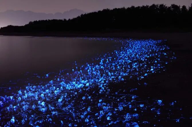 Светящийся орган. Голубые светлячки. Hokkaido Japan at Night Beach.