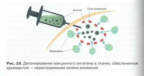 Компонент соли алюминия при производстве вакцин