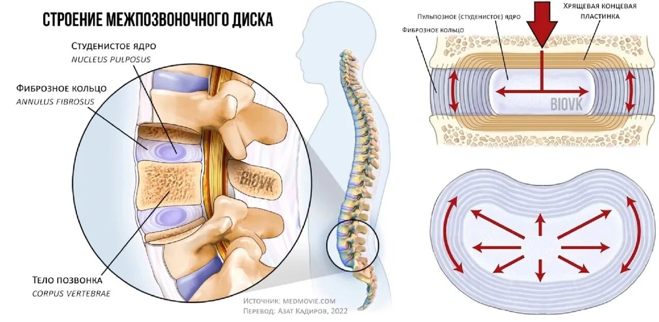 3 4 5 межпозвоночного диска. Межпозвоночный диск. Строение межпозвонкового диска. Строение межпозвоночного диска анатомия. Межпозвонковый диск анатомия.