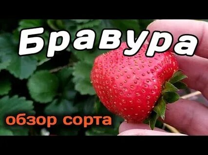 Видео сорт