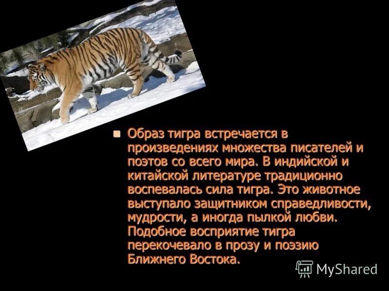 Южно китайский тигренок. Китайские амурские тигры. Где встречается тигр. Ареал туранского тигра. Где обитает тигр амур.