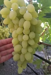 Мускат изюмский виноград описание сорта фото отзывы