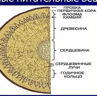 Сердцевина стали