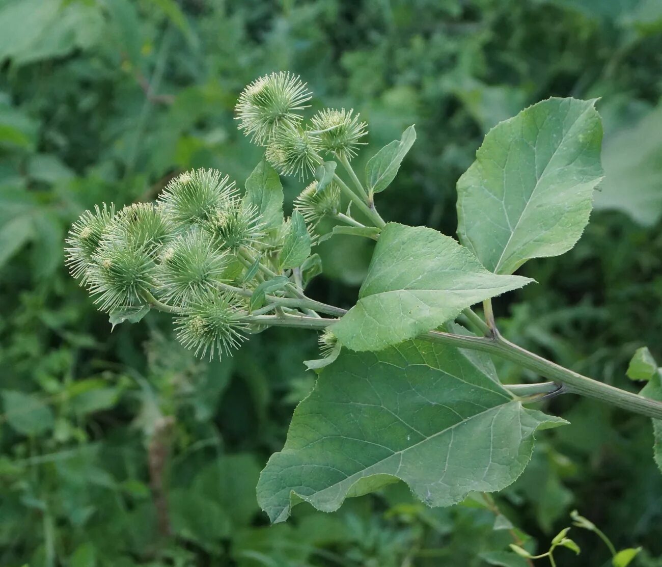 Лопух название. Лопух паутинистый (Arctium tomentosum). Лопух паутинистый (войлочный). Репейник паутинистый. Лопух войлочный Árctium tomentósum.