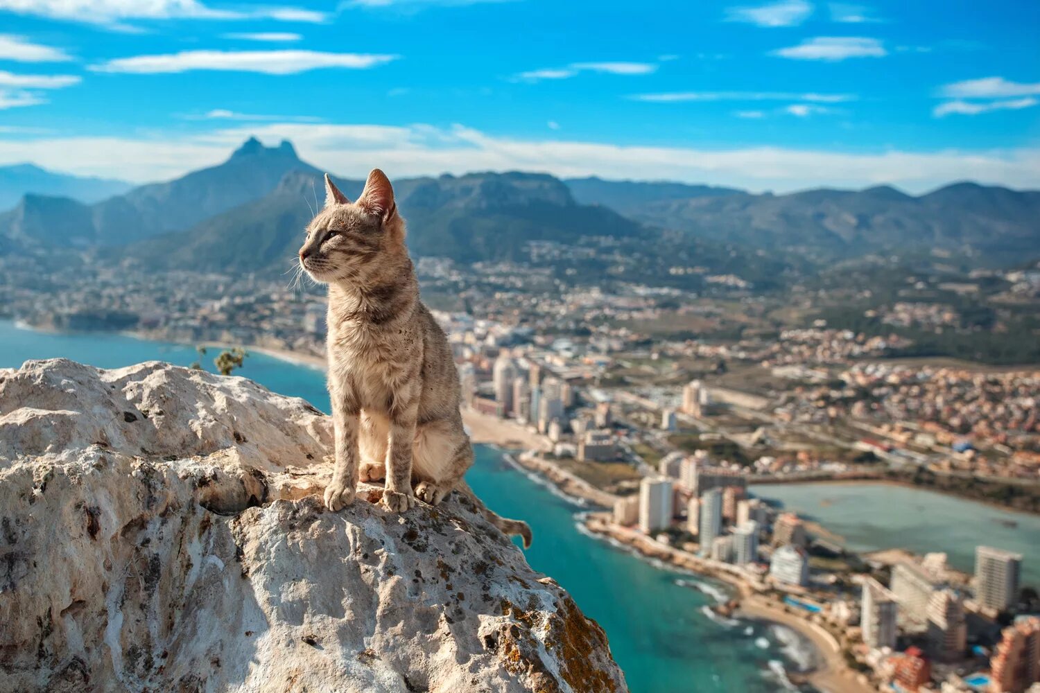 Кот по испански. Кот в горах. гора кошка. кошка на море. коты на высоте.