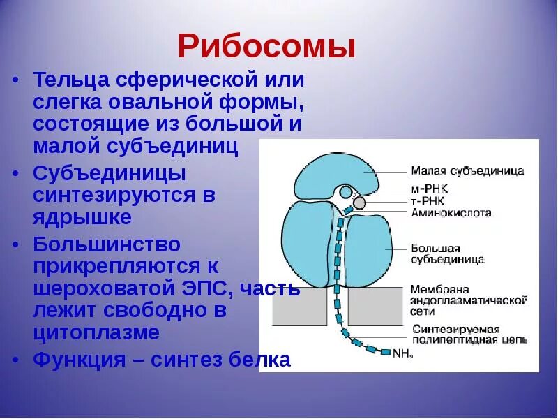 Клеточный центр состоит из двух субъединиц. Структура клетки рибосома. функции большой субъединицы рибосомы. строение малой субъединицы рибосом. строение рибосомы.